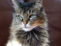 val the cat