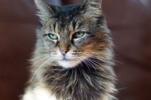 val the cat